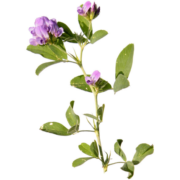 Alfalfa Juice image