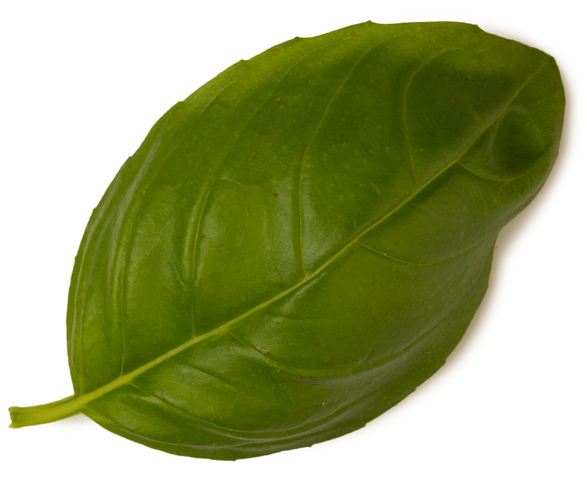 Basil Oil image