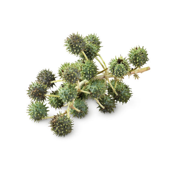 Alkanet Extracted in Castor Oil - Image