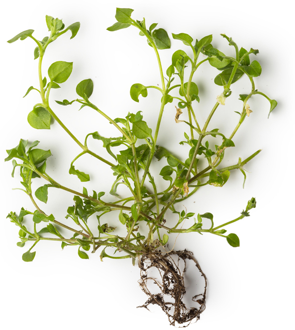 Chickweed, Chamomile and Marigold Petal Extract - Image