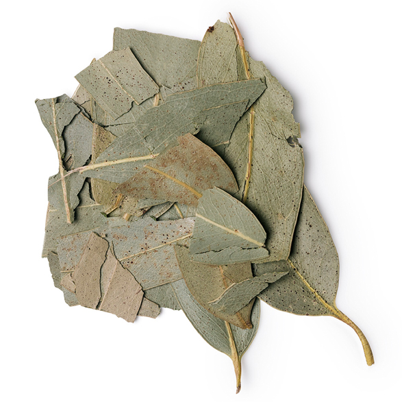 Eucalyptus Infusion - Image