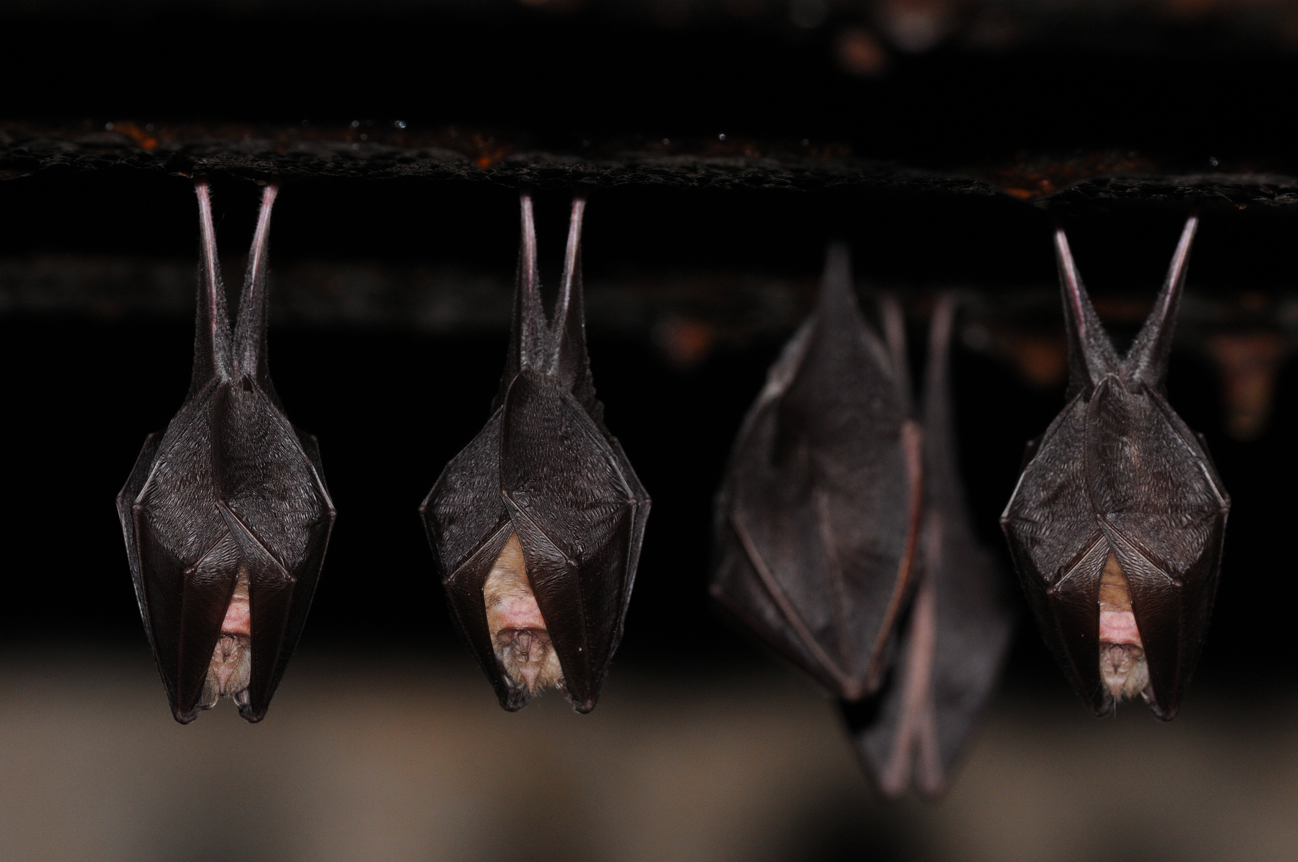 Evenement Charity Pot Chauves Souris Meme Pas Peur Lush Fresh Handmade Cosmetics