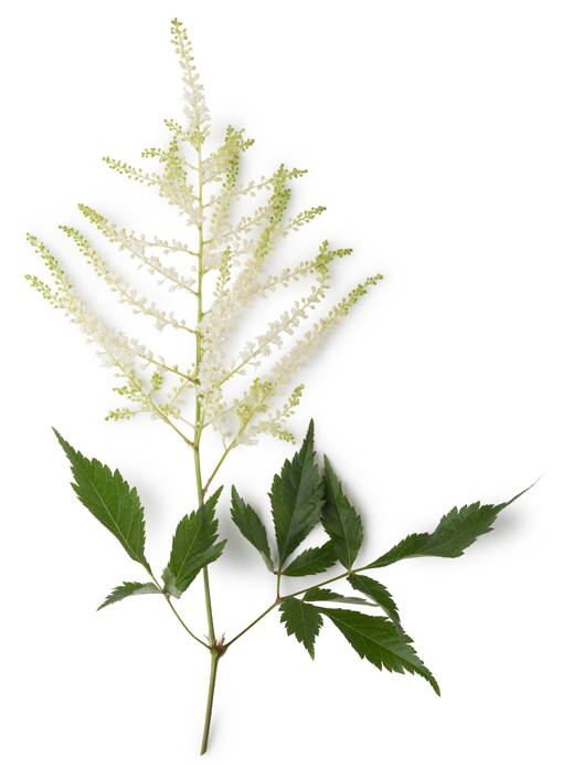 ＬＵＳＨ　ラッシュ　バイオミク　ボディクリーム　２５０ｇ　２個セット　新品未使用 バイオミク ボディクリーム | LUSH