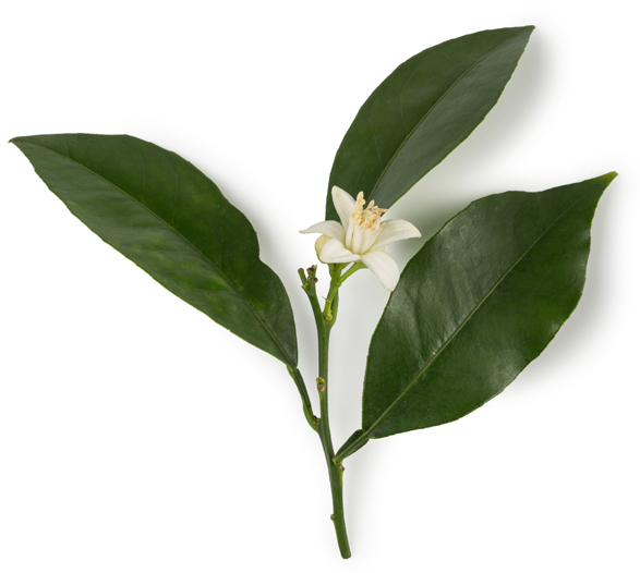 バイオミク ボディクリーム | LUSH