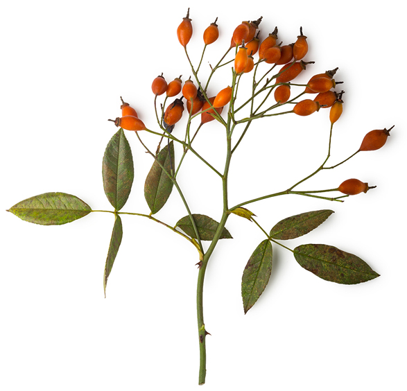 Water (and) Rosa Canina Extract/Nelumbo Nucifera Extract/Lilium Tigrinum Extract (Hagebutten-, Lotusblüten- und Tigerlilienaufguss) - Bild