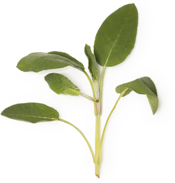 Sage Oil - Image