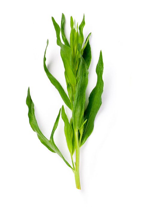 Tarragon Oil - Image