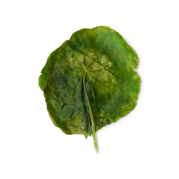 Lily Pad