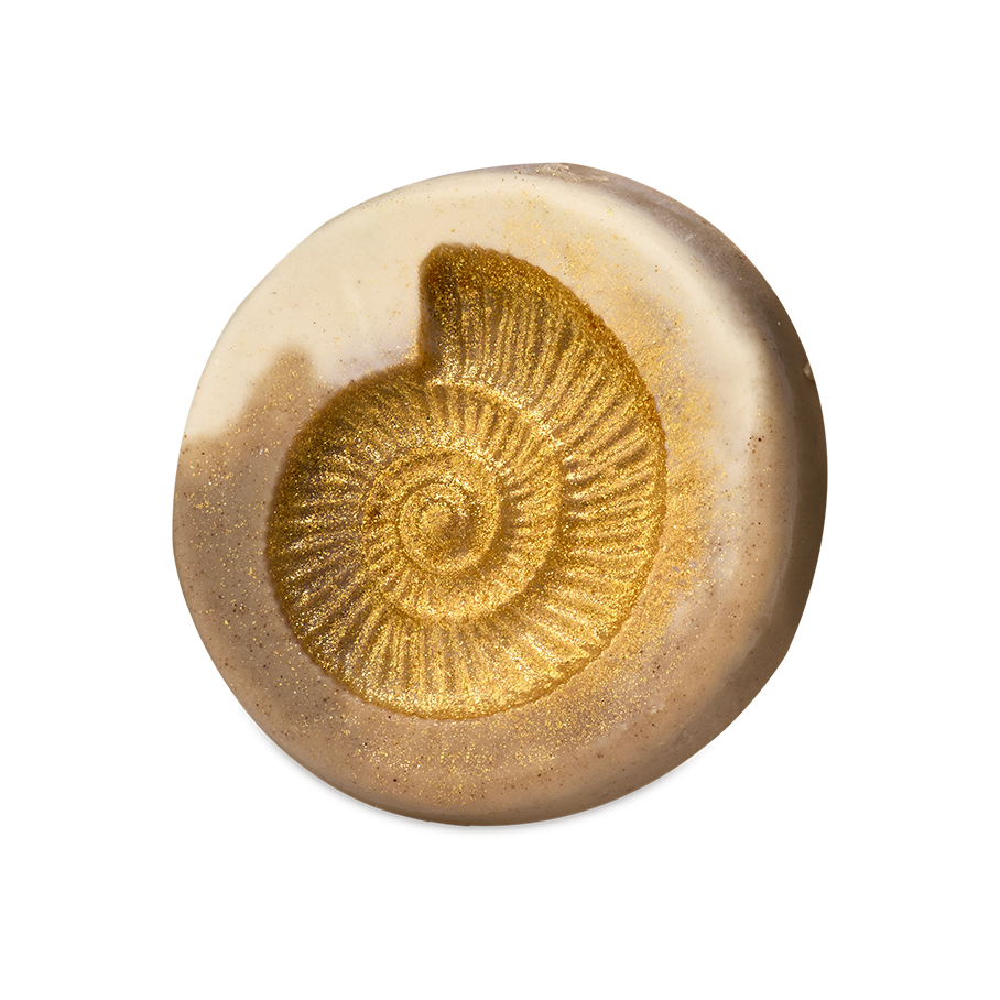 Ms. Ammonite