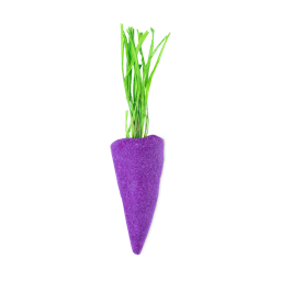 Baby Rainbow Carrot - Viola
