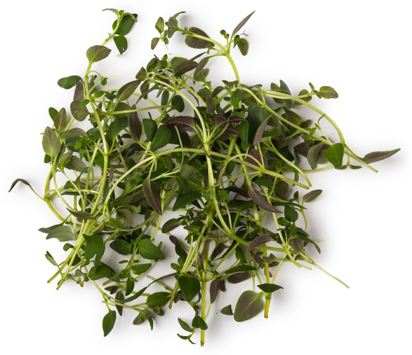 Thyme Absolute - Image