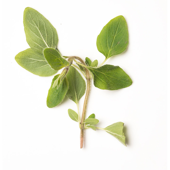 Oregano and Rose Petal Infusion - Image