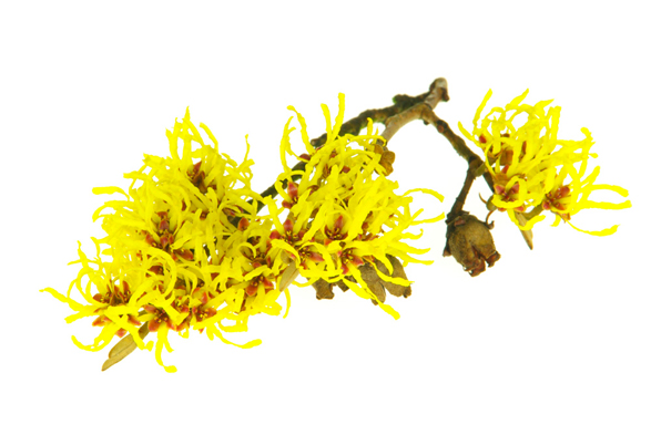 Witch Hazel Extract - Image